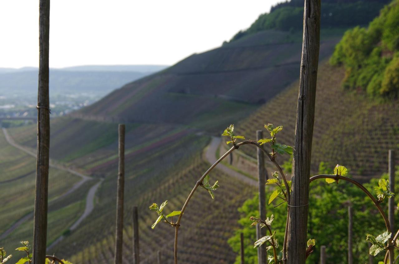 Hotel Weingut Weich Riol Zewnętrze zdjęcie