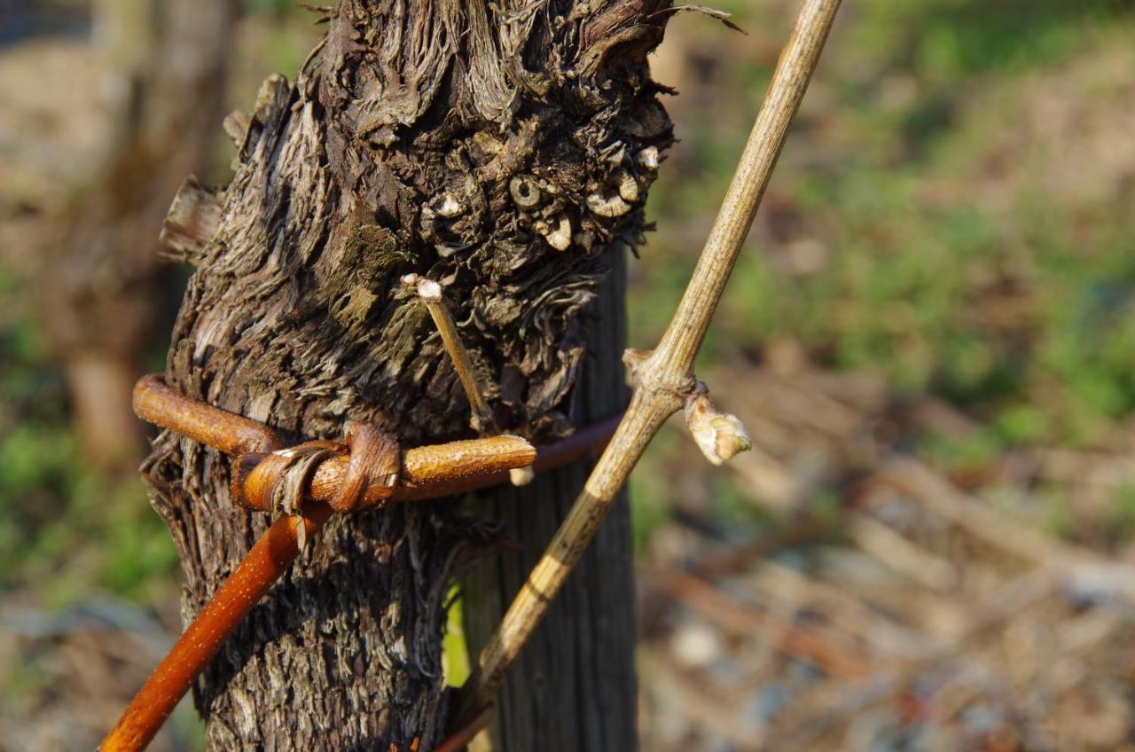 Hotel Weingut Weich Riol Zewnętrze zdjęcie
